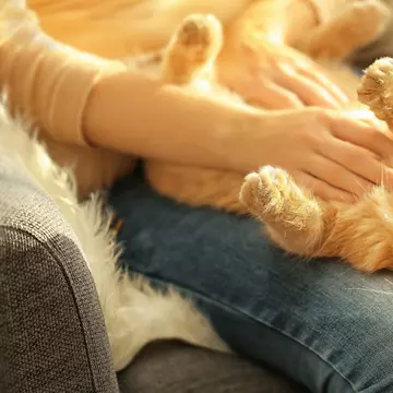 O cântăreață celebră va lăsa toată averea pisicilor