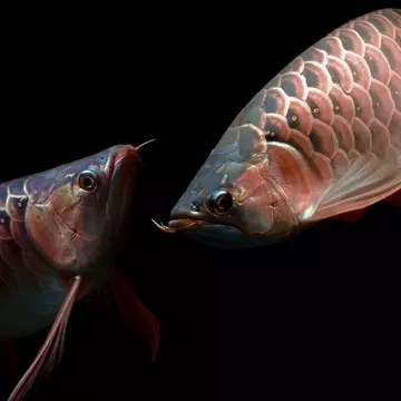 Cel mai scump pește din lume. Cât trebuie să scoți din buzunar pentru a-l avea în acvariu