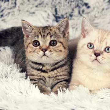 Chiriașele perfecte! Două pisici locuiesc singure într-un apartament care costă 1.500 de dolari pe lună