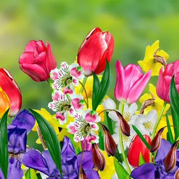 Mesaje de Florii. Urări și felicitări de Florii pentru cei dragi