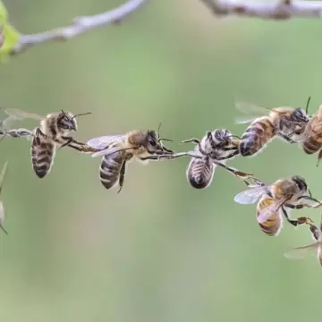 Albine, descoperite în ochiul unei femei. Se hrăneau cu lacrimile ei