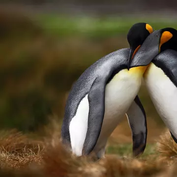 Un cuplu de pinguini gay pare să fi adoptat un ou