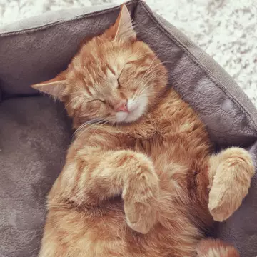 Ziua Internațională a Pisicii: de ce pisicile sunt cele mai grozave animale