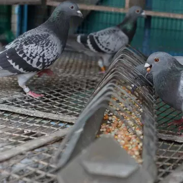 (P) Cum trebuie îngrijiți porumbeii voiajori pentru a obține victoriile în concursuri?
