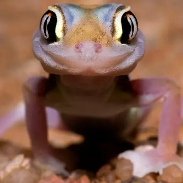 Cele mai amuzante poze cu animale care zâmbesc