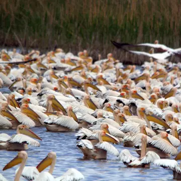 (P) Plătești o zi și stai tot sejurul! Delta Dunării, tărâmul cu iz exotic de văzut în 2020!
