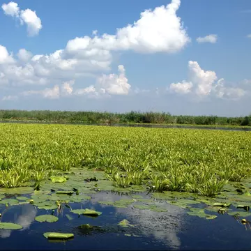 (P) Delta Dunării, locul unde natura se dă în spectacol în fiecare zi