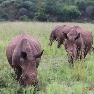 (P) Maria Nila continuă campania de caritate Save the Rhino