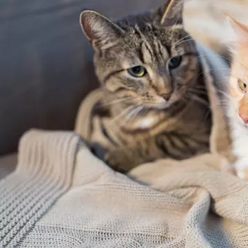 Două pisici, confirmate drept primele animale de companie infectate cu coronavirus. Ce se va întâmpla cu felinele