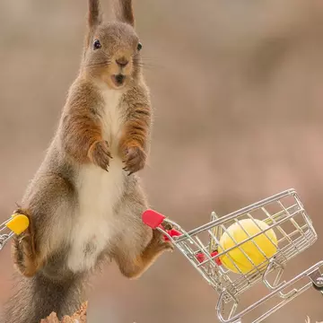 Paștele în regatul animalelor. Cele mai amuzante imagini