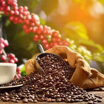 Totul despre cafea. Origine, tipuri și mod de prăjire