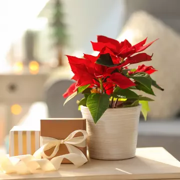 Cum să îngrijești Crăciunița. Sfaturi și trucuri pentru Steaua Crăciunului