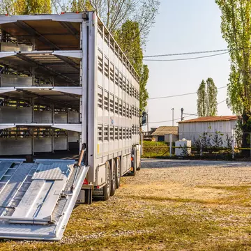 (P) Alege serviciul profesionist de transport animale pentru ca acestea să ajungă cu bine la destinație!