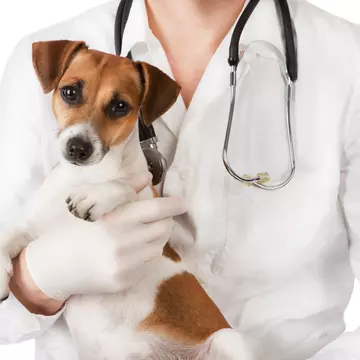 Primul vaccin anti-COVID-19 pentru animale va fi produs în Rusia