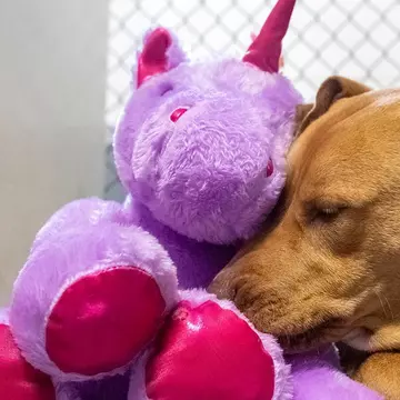 Un câine fără stăpân a încercat să fure de cinci ori o jucărie de pluș. Ce s-a întâmplat cu animalul