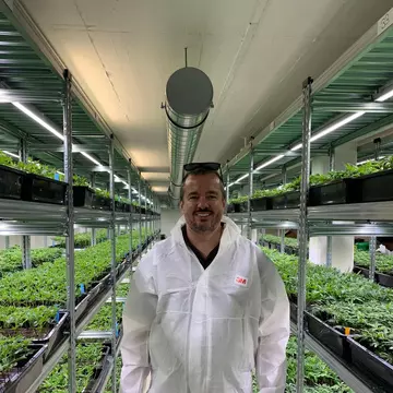 (P) Ulei CBD, adjuvantul legal din canabis in dieta si lupta cu kilogramele