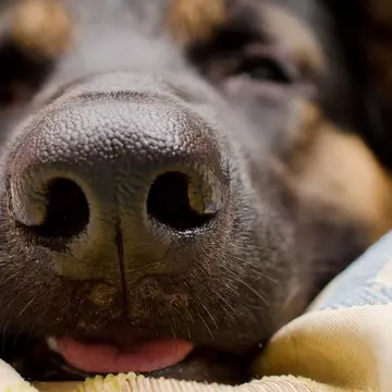 Studiu: câinii pot detecta infecția cu coronavirus mai bine decât testele rapide