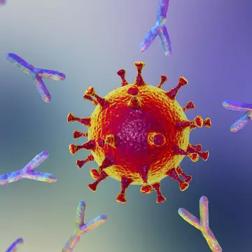 Studiu: Infecția cu COVID-19 nu oferă imunitate pe termen lung în lipsa unui vaccin