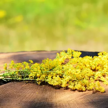 Sărbătoarea Sânzienelor sau Drăgaica, tradiții și obiceiuri românești