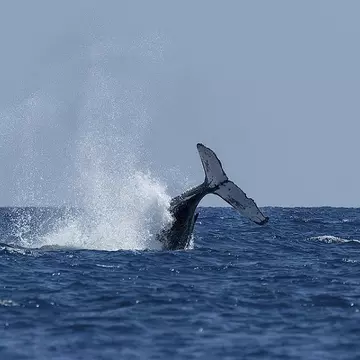 Un bărbat prins de o balenă cu cocoașă a reușit să se salveze în mod miraculos