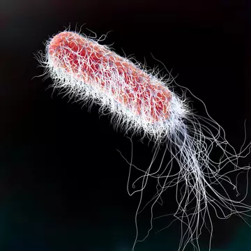 Bacterie foarte periculoasă și rezistentă la antibiotice, descoperită într-o piscină din Tulcea