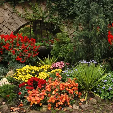 Flori de toamnă - ce poți planta în grădină la început de toamnă
