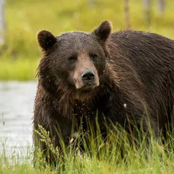 Parlamentul a decis că urșii vor putea fi împușcați și în afara localităților: „Aceste fiare sunt un pericol real”