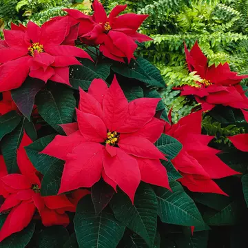 5 flori specifice lunii decembrie și cum le poți integra în decorul de Sărbători