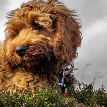 Stăpânii unui câine, nevoiți să-și eutanasieze animalul după ce l-au dus la tuns. Ce s-a întâmplat la salonul canin