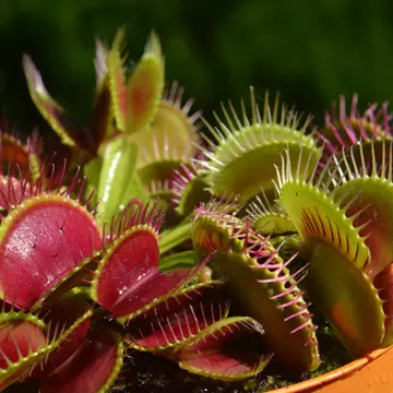 Plantele carnivore. Sfaturi și trucuri de îngrijire a plantelor în apartament