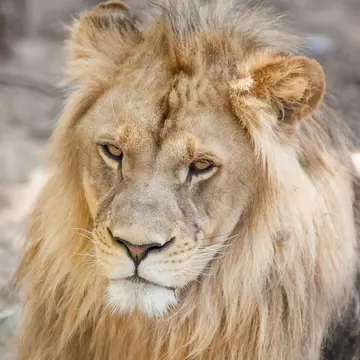 Animalele de la grădina zoologică din Harkov vor fi eutanasiate, după ce soldații ruși le-au distrus habitatul