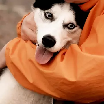 Moment emoționant la Bucha. Un localnic și-a reîntâlnit câinele pierdut în timpul bombardamentelor VIDEO