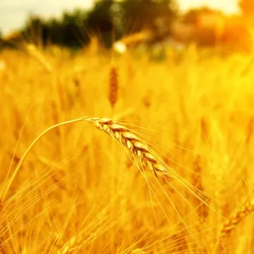 Ministrul Agriculturii: România nu va intra în criză alimentară. „Și în cel mai rău an din punct de vedere climateric, fermierii români au reuşit să asigure necesarul”