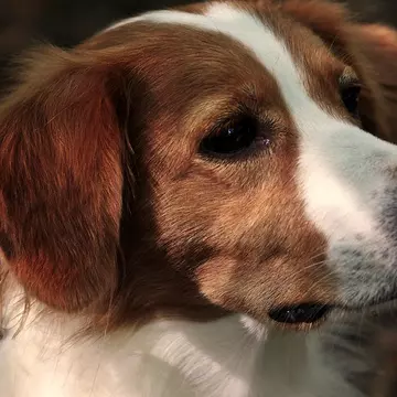 Află tot ce trebuie să știi despre hrănirea corectă a prietenului tău canin!
