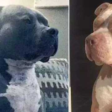 Familie, atacată de propriii câini în fața casei. Doi copii au murit