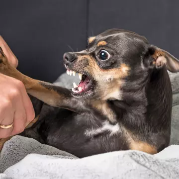 Mușcătura de câine. Cum acorzi primul ajutor!