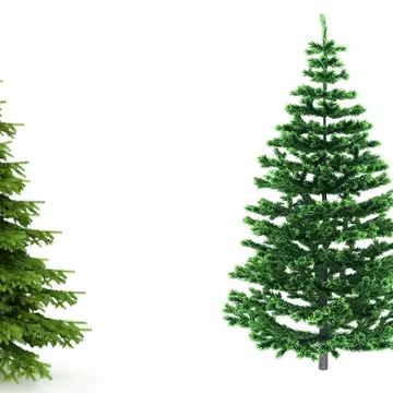 Cât costă un brad de Crăciun în 2022. Ce diferență de preț este între unul natural și unul artificial