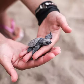 Ziua Mondială a Veganismului