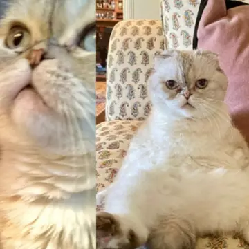 Pisica lui Taylor Swift, în top 3 cele mai bogate animale de companie. Felina are o avere de 97 milioane dolari