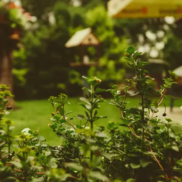 Amenajează-ți grădina perfectă cu ajutorul arbuștilor ornamentali