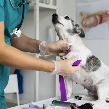Câinele tău are nasul uscat? Iată când trebuie să te prezinți la medic în Suceava sau oriunde în țară