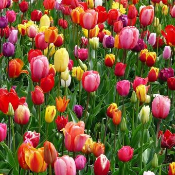 Cum să ajuți florile să reziste mai mult timp în vază