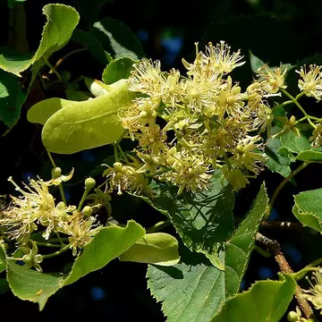 Cum se usucă florile de tei și cum le depozitezi să își păstreze parfumul