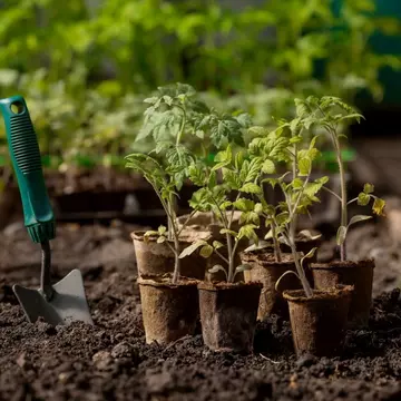 Grădinăritul - activitate benefică pentru sănătatea mentală și fizică