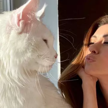 Cum arată cea mai mare pisică din lume. Este atât de înaltă încât își poate deschide singură ușa / Video