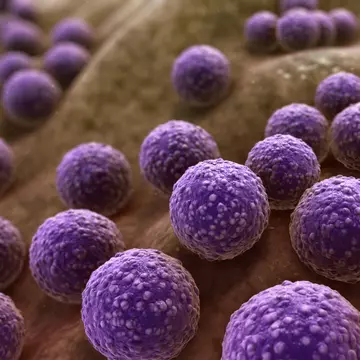 Care este diferența dintre viruși și bacterii. Și ce sunt virusurile