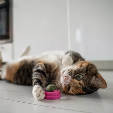 Top 5 jucării pentru pisici pentru a reduce anxietatea și stresul