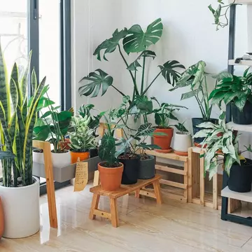 Vrei să ai propriul „colț de Rai” acasă? TOP 5 plante care îți vor înfrumuseța casa și grădina