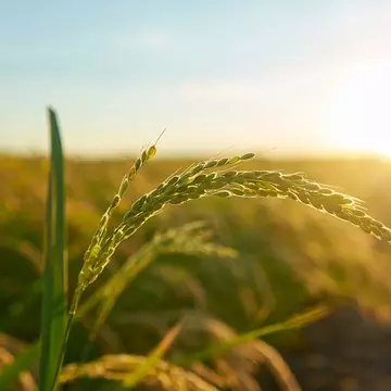 Cum să alegem cele mai bune cutii și sisteme de ambalare pentru sectorul agricol