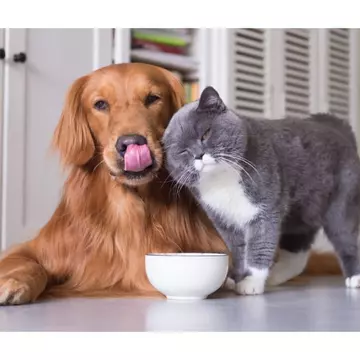 Alegerea hranei pentru animalul de companie, o dilemă - pet shop-urile online sunt însă ofertante